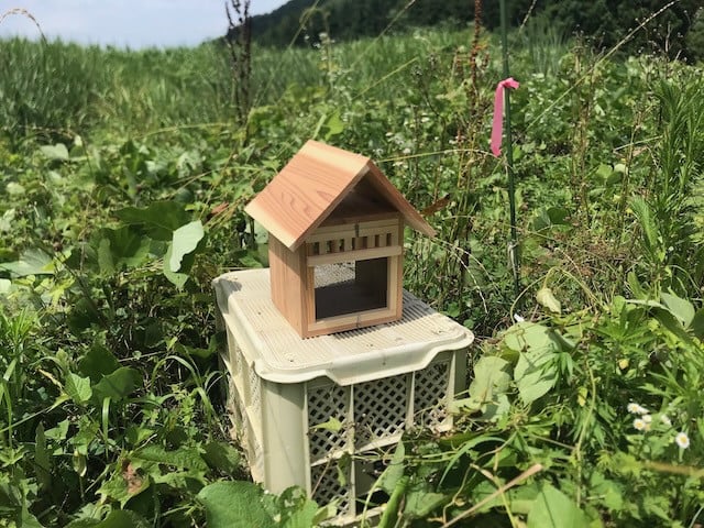 山形の蜜蝋職人さんオリジナルのアシナガバチ専用の巣箱。