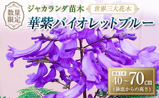 37 21 世界三大花木 ジャカランダ苗木 華紫バイオレットブルー 40 70cm 花 植物 観葉植物 宮崎県日南市 ふるさと納税 ふるさとチョイス