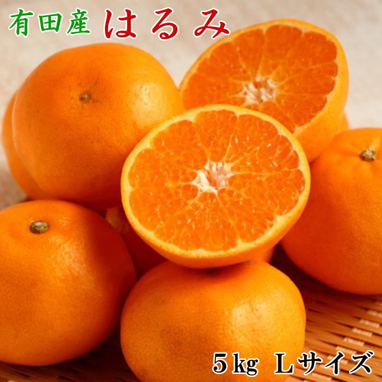 厳選・濃厚】紀州有田産のはるみ約5kg(Lサイズ)　ふるさと納税サイト　※2024年1月下旬頃～2月中旬頃順次発送（お届け日指定不可）　和歌山県新宮市｜ふるさとチョイス