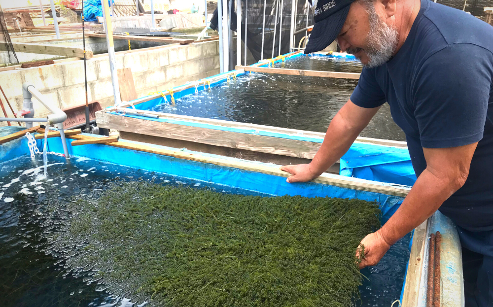 ふるさと納税 うるま市 海ぶどうLover 500gパック - 海藻類