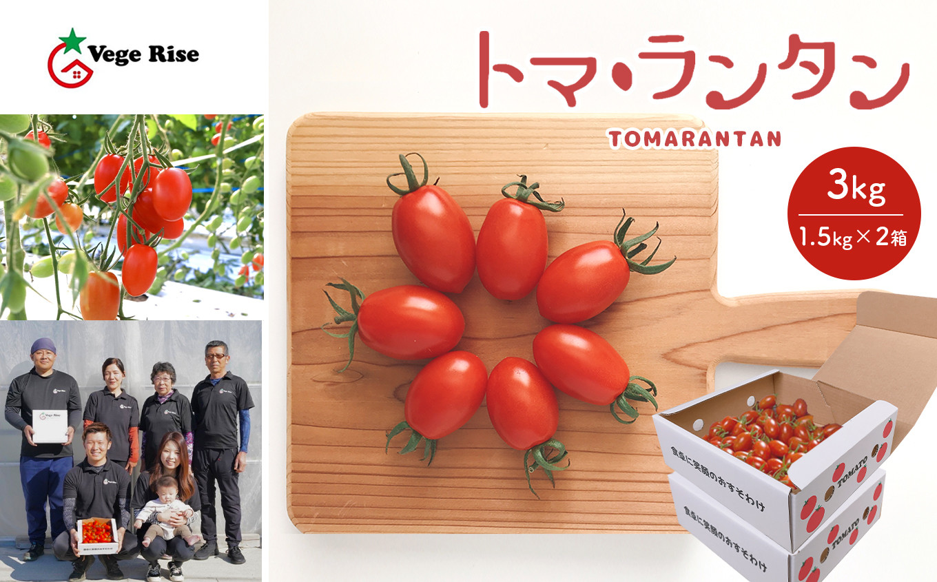 玉名市産ミニトマト「トマ・ランタン」 3kg（1.5kg×2箱） - 熊本県玉名