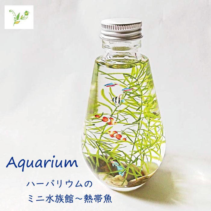 FH010 Aquarium～熱帯魚 フラワーアレンジメント（ハーバリウム） いい ...