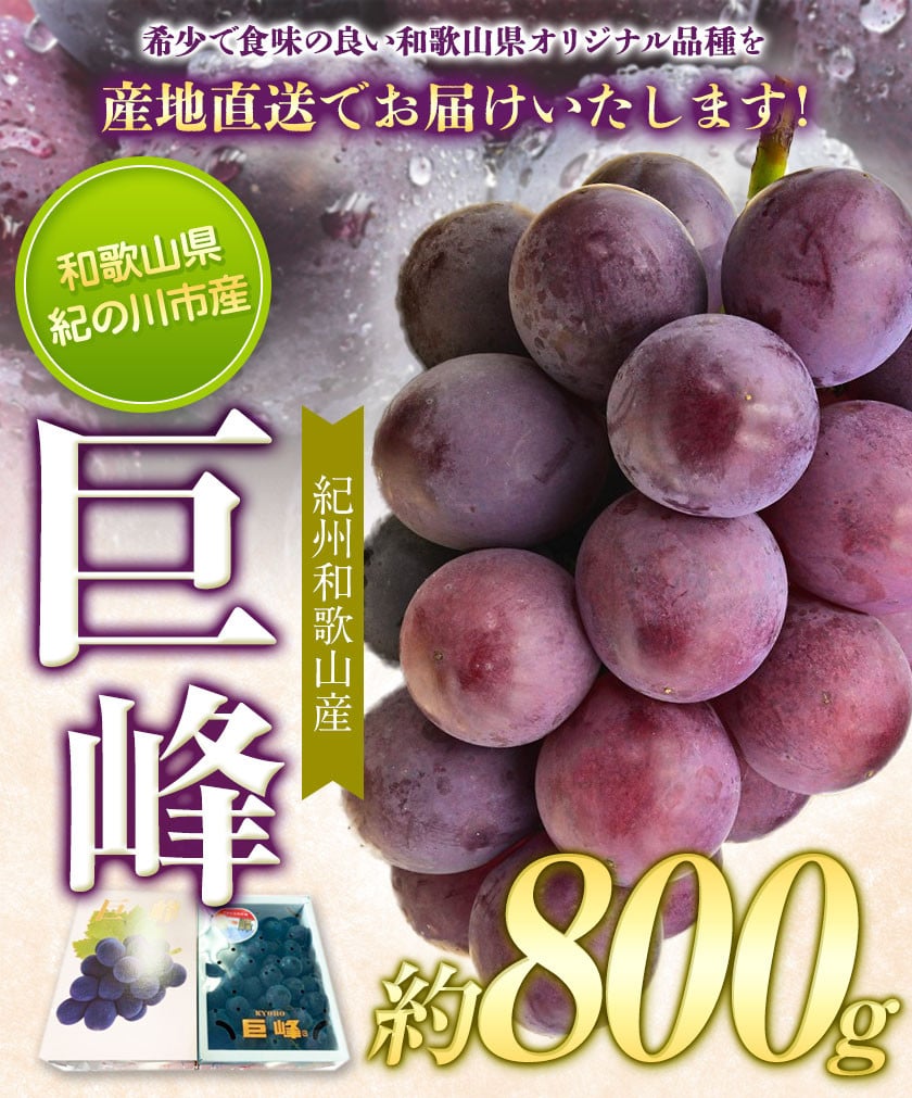 定番人気！ ふるさと納税 和歌山市 紀州和歌山産巨峰約800g megjc.gov.jm