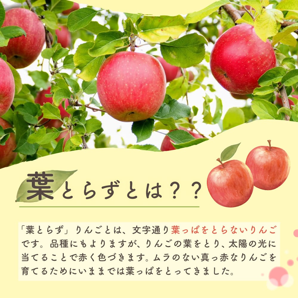 最大84％オフ！ りんご サンふじ 葉取らず 10kg 32〜36玉 ×4箱 青森県産 津軽 つがる リンゴ 0102 期間 数量 限定 フルーツ 旬  果物 農家 産直 新鮮 特産品 fucoa.cl