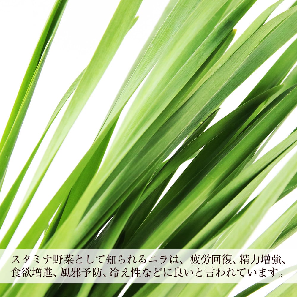 ☆2023年2～5月発送予約☆1番ニラ！！「北の華」20束【JA新はこだて】 - 北海道知内町｜ふるさとチョイス - ふるさと納税サイト