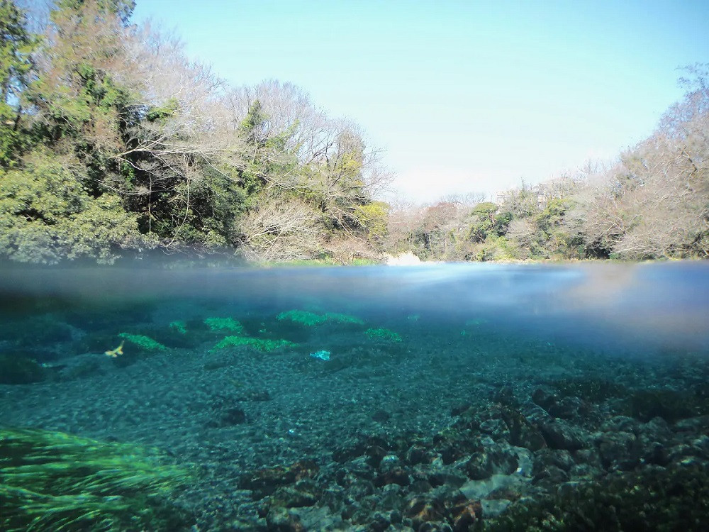 常盤木羊羹店の和菓子は国の天然記念物である柿田川の水を使用しています