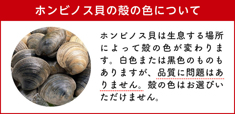 漁師直送！活ホンビノス貝1.5kg - 千葉県富津市｜ふるさとチョイス - ふるさと納税サイト