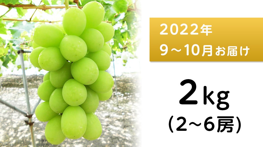 J0515シャインマスカット2kg【2022年9月以降出荷分】（矢島農園） - 長野県長野市｜ふるさとチョイス - ふるさと納税サイト