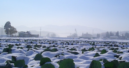 雪の中にある白菜の様子