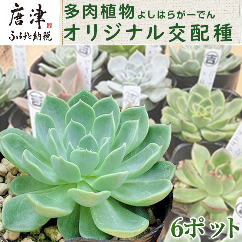 多肉植物 よしはらがーでんオリジナル交配種 6ポットセット 希少品種 「2024年 令和6年」