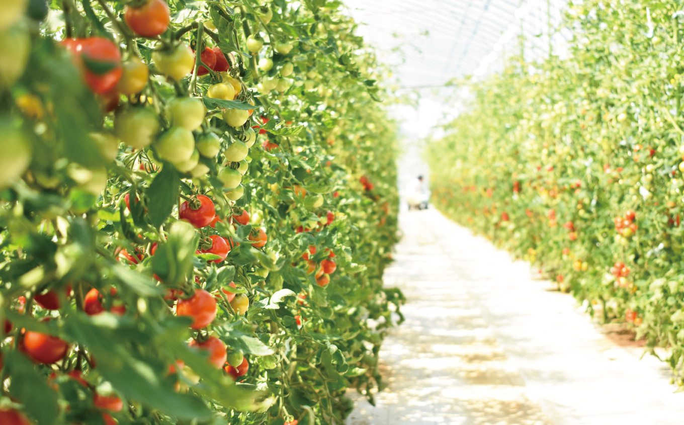 トマトの生育環境は自社システムで厳格にコントロールしています。