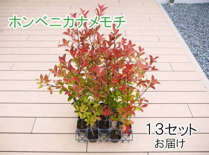 Bs072 生垣セットa 花 苗 植物 家庭菜園 花壇 プランター ガーデニング みやき町みやき町 ふるさと納税 ふるさとチョイス