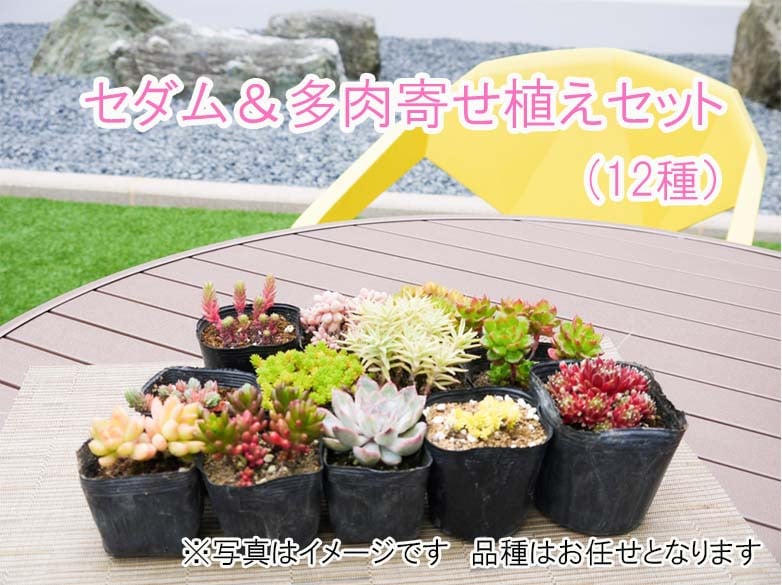 BS077 セダム＆多肉寄せ植えセット 花 苗 植物 家庭菜園 花壇