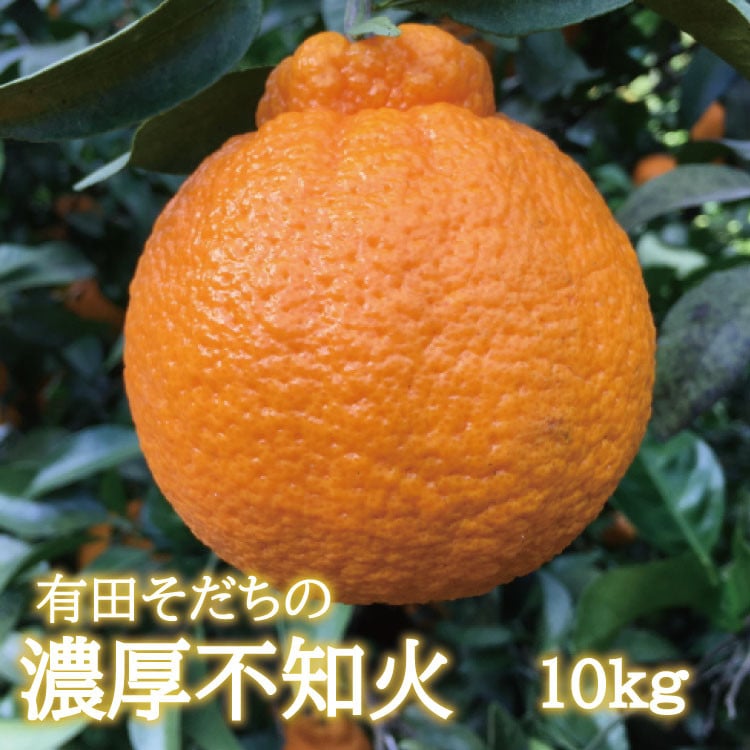 和歌山 デコポン 甘い 10kg - 果物