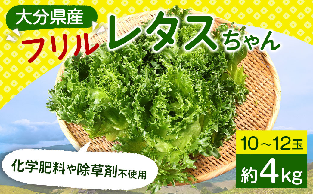 大分県産 フリルレタスちゃん 約4kg (10～12玉) 高原野菜 レタス