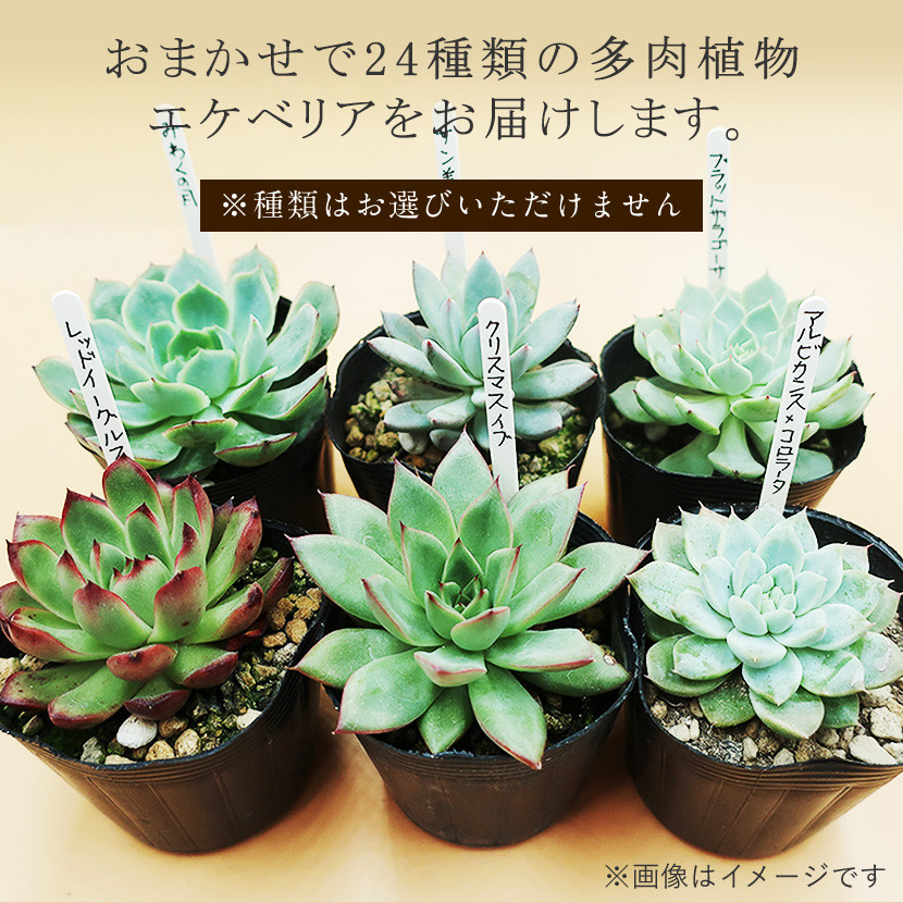 多肉植物エケベリアポット おまかせセット アソート 観葉植物 癒し