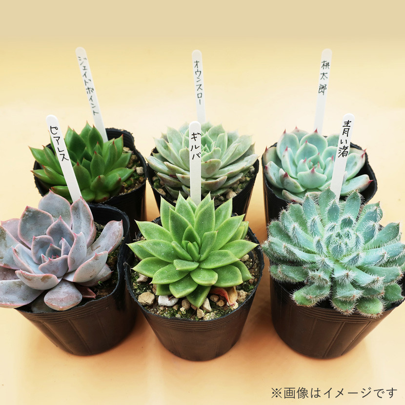 多肉植物エケベリア12ポット おまかせセット アソート 観葉植物 癒し