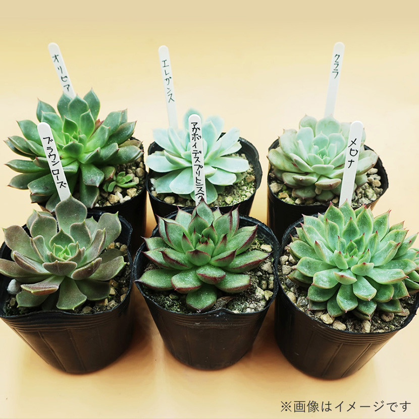 多肉植物エケベリア24ポット おまかせセット アソート 観葉植物 癒し