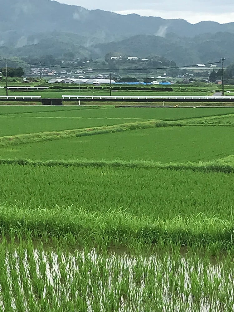 No.305 山鹿のお米ヒノヒカリ 5kg×2（令和3年産） ／ おこめ ひのひかり 熊本県 特産品 - 熊本県山鹿市｜ふるさとチョイス -  ふるさと納税サイト