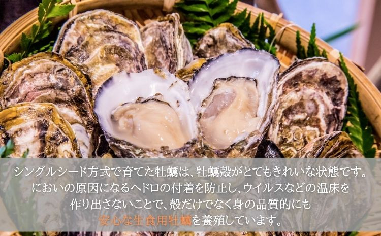 ふるさと納税 先行予約 あまべ牡蠣 11個 牡蠣 シングルシード 生食用