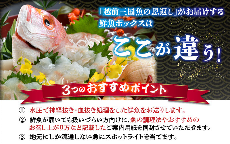 希望日・希望時間にお届け】おすすめ鮮魚ボックス 4～6種セット《水圧神経締め・血抜き処理を行い鮮度キープ！福井県産》 - 福井県あわら市｜ふるさとチョイス  - ふるさと納税サイト
