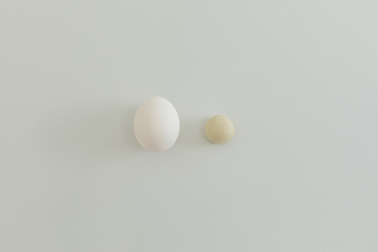 卵と比べたときの大きさがコチラ