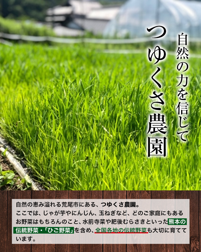 【6ヶ月定期便】令和5年産 ひのひかり 玄米20kg 熊本県荒尾市産 つゆくさ農園 《お申込み月の翌月から出荷開始》