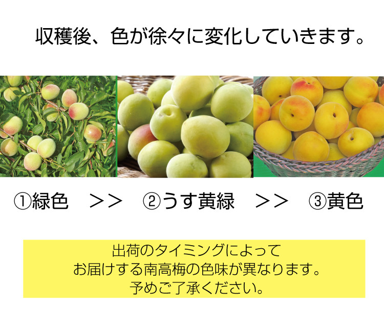 【梅干し・梅酒用】熟南高梅（生梅）3Lサイズ約2kg＜2023年6月中旬から順次発送＞ / 梅 青梅 梅干 梅干し 大容量 梅酒 お酒