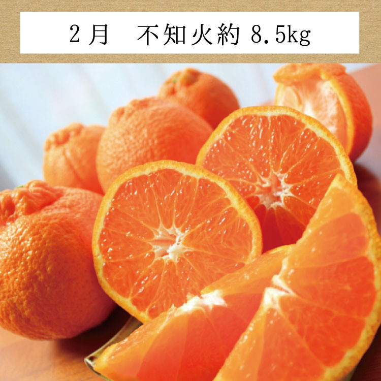 濃厚な甘みにプリプリ果肉が魅力の柑橘です