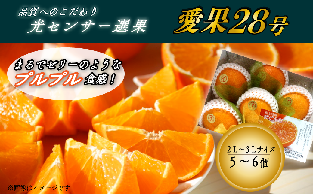 先行予約】愛媛県オリジナル高級品種「愛果28号」化粧箱小箱（5～6個）［2022年12月発送］ - 愛媛県西条市｜ふるさとチョイス -  ふるさと納税サイト