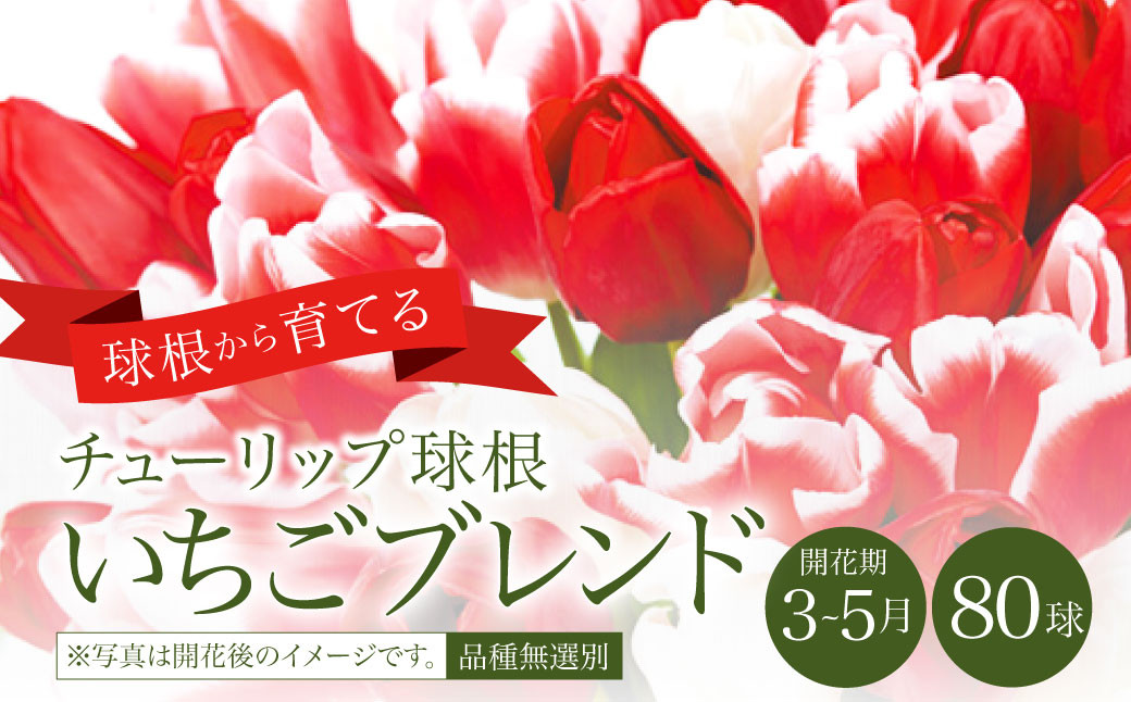 10月上旬発送開始 チューリップ 球根 いちごブレンド 無選別 80球 花 ガーデニング 宮崎県えびの市 ふるさとチョイス ふるさと納税サイト