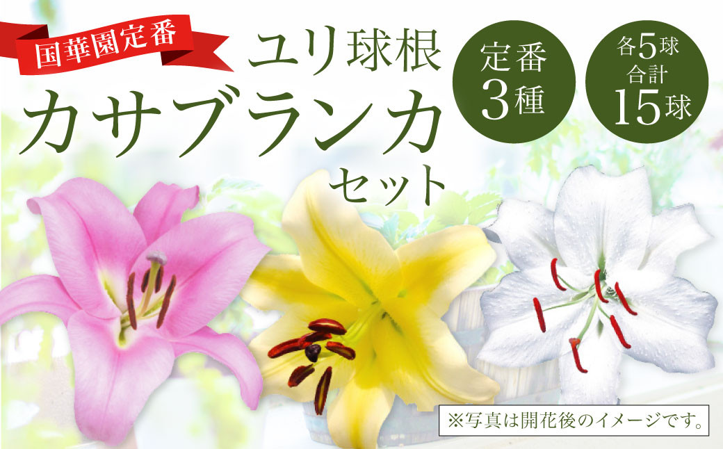 10月上旬発送開始 ユリ球根 国華園定番 カサブランカセット 3種15球 花 ガーデニング 宮崎県えびの市 ふるさとチョイス ふるさと納税サイト