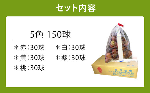 【10月上旬発送開始】チューリップ 球根 普通球 5色150球セット 各30球 花 ガーデニング