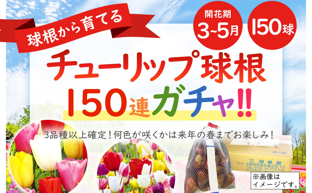 10月上旬発送開始】チューリップ 球根 チューリップガチャ 150球 花 ガーデニング - 宮崎県えびの市｜ふるさとチョイス - ふるさと納税サイト