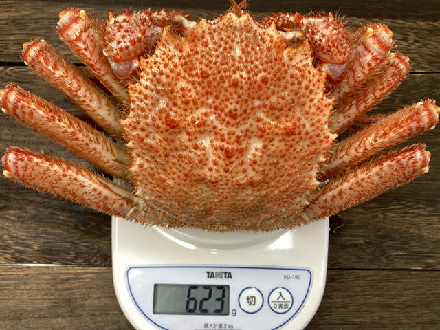550g~649gを1尾お届けします。
