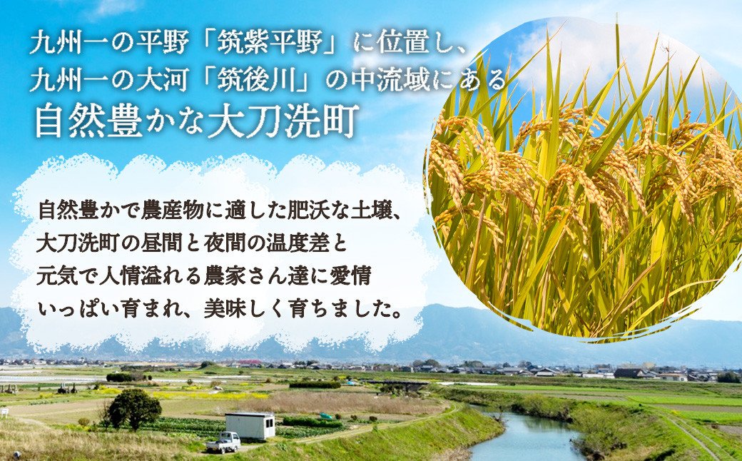 無洗米 福岡県産 令和5年産 ｢夢つくし｣ 10kg(5kg×2袋) - 福岡県大刀洗町｜ふるさとチョイス - ふるさと納税サイト