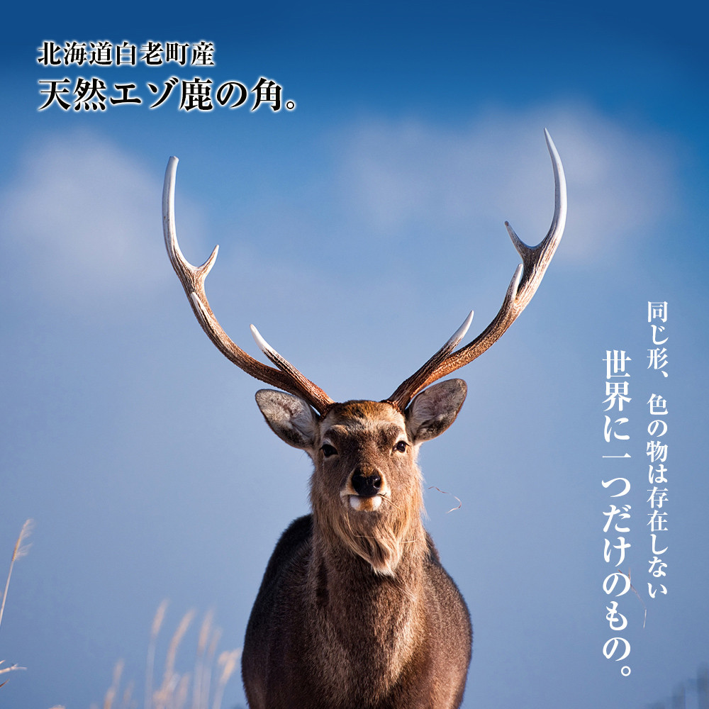 日本鹿の顔と角 - その他