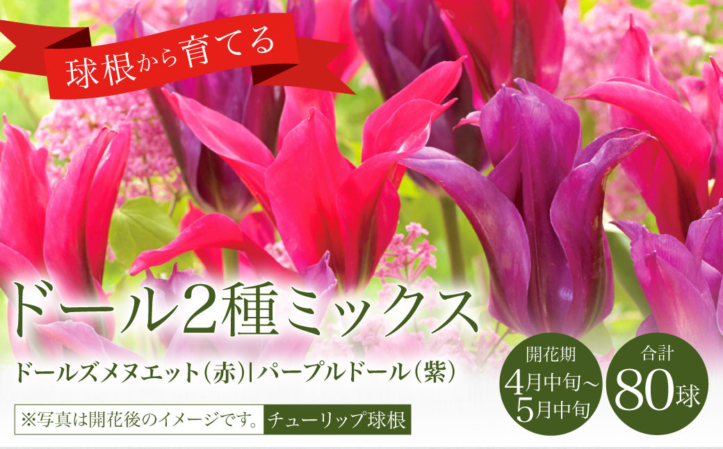 10月上旬発送開始】チューリップ 球根 ドール2種ミックス 80球 花 ガーデニング - 宮崎県えびの市｜ふるさとチョイス - ふるさと納税サイト