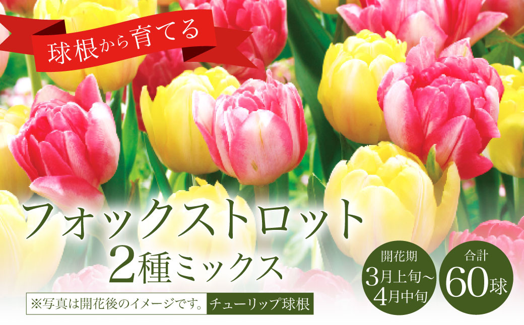 【10月上旬発送開始】チューリップ 球根 フォックストロット2種 ミックス 60球 花 ガーデニング