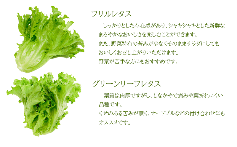 2022新発 四季野菜 80g×12袋 マルチリーフクイーン 野菜・きのこ