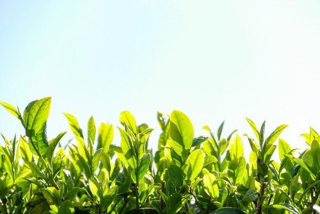 カンタンティーバッグ玉露・煎茶 セット、京都府南部宇治山城エリアの高級茶葉を使用 さっぱり煎茶（5g×１５）×５袋、まったり玉露（5g×１５ - 2