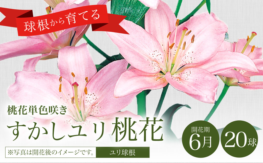 10月上旬発送開始 ユリ 球根 すかしユリ 桃花 球 花 ガーデニング えびの市えびの市 ふるさと納税 ふるさとチョイス