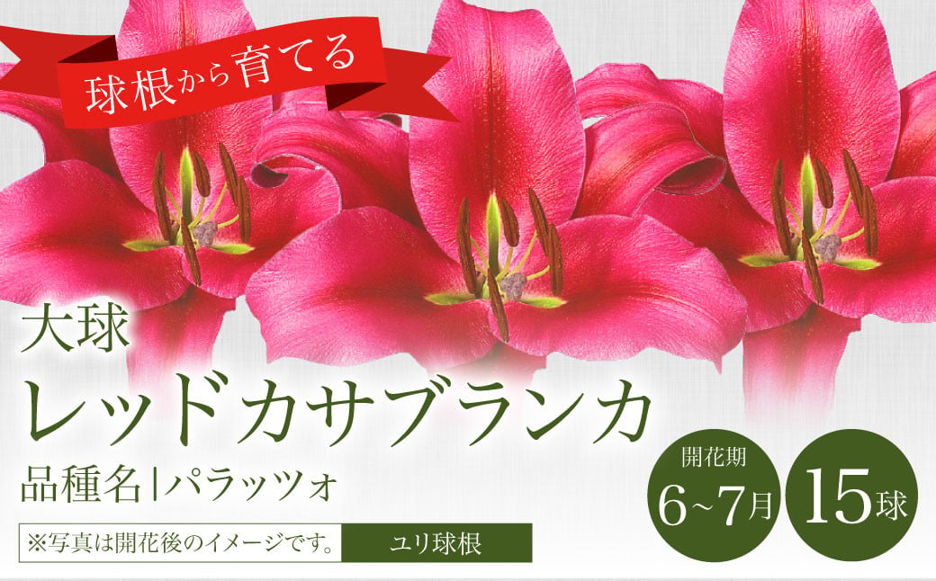 10月上旬発送開始 ユリ 球根 大球 レッド カサブランカ 15球 花 ガーデニング 宮崎県えびの市 ふるさとチョイス ふるさと納税サイト