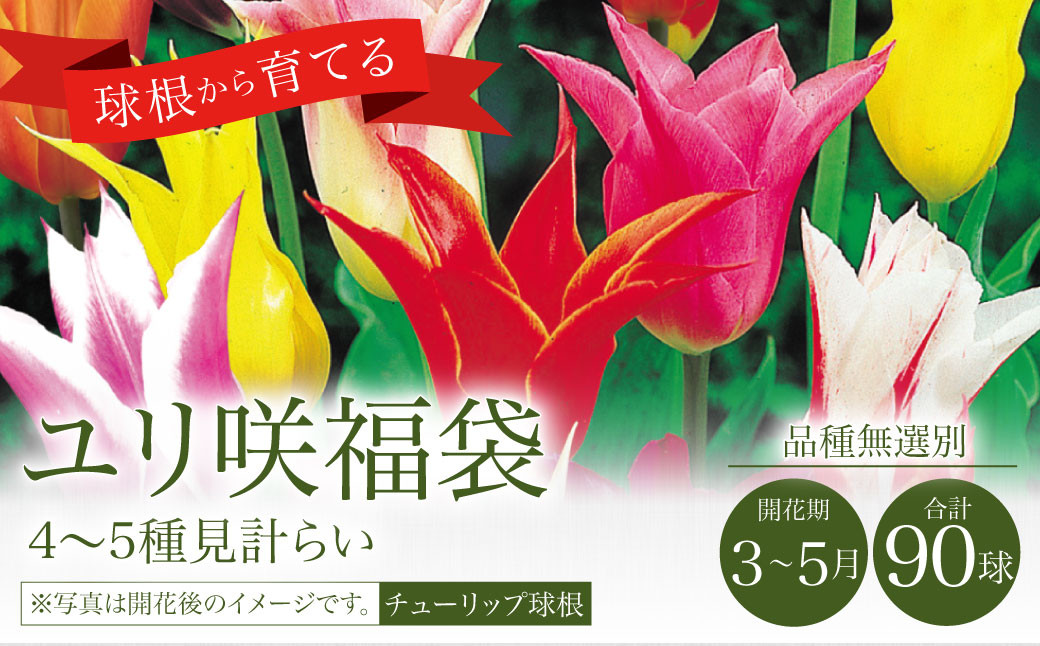 10月上旬発送開始 チューリップ 球根 ユリ咲 福袋 90球 花 ガーデニング 宮崎県えびの市 ふるさと納税 ふるさとチョイス