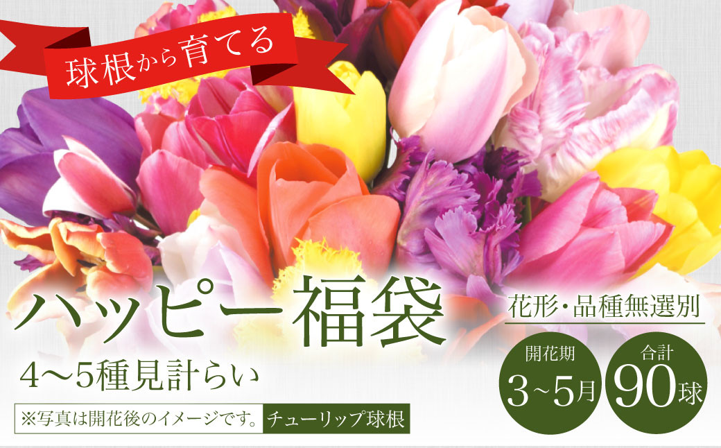 【10月上旬発送開始】チューリップ 球根 ハッピー 福袋 90球 花 ガーデニング