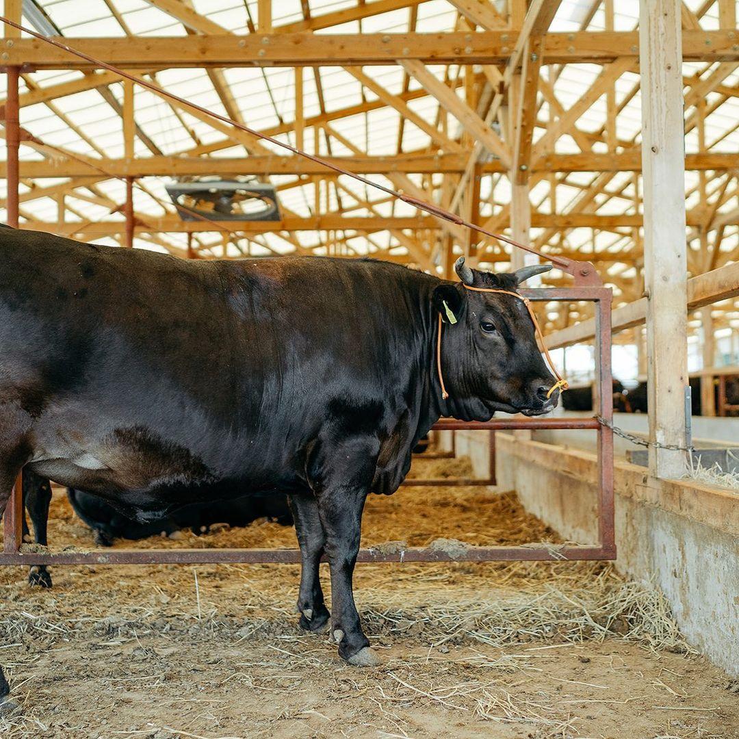 近江牛 焼肉用 450g 冷蔵 黒毛和牛 ( 和牛 近江牛 ブランド牛 近江牛