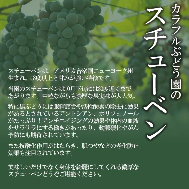 令和6年産先行予約】鶴岡市産 スチューベン 約2kg（6房～7房） 中粒