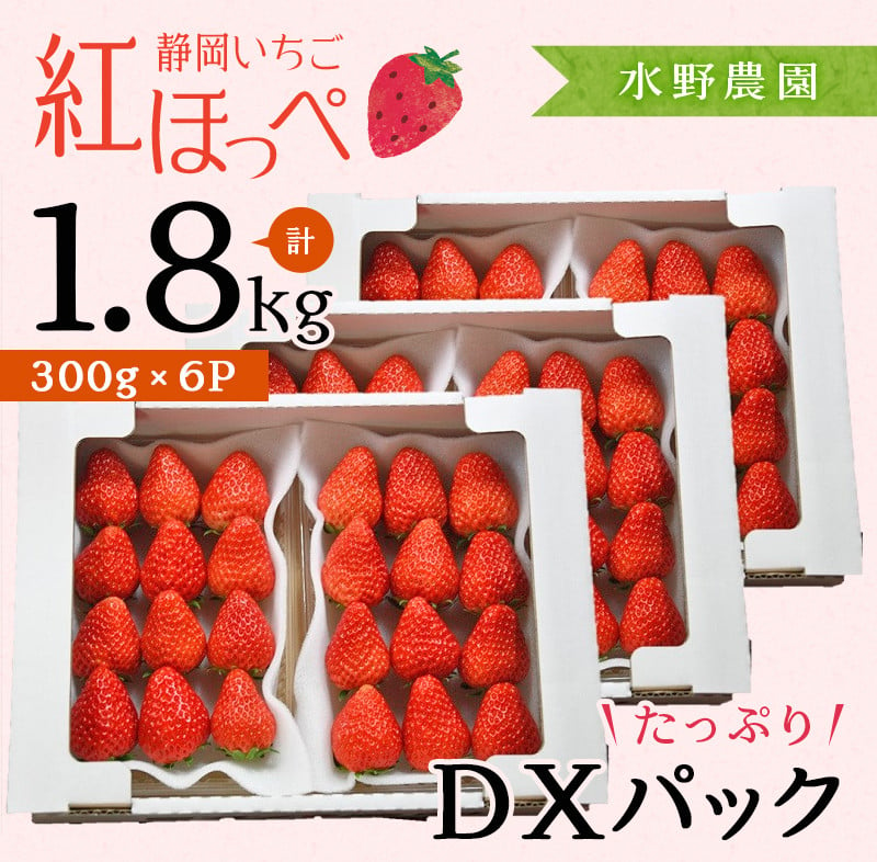 １７０６　掛川産完熟いちご 紅ほっぺ 300g×6P 1.8ｋｇ (8～15粒入×6P)　※発送時期をお選び下さい①３月 ②×４月 ③×５月　 受付順に順次発送・ 水野農園