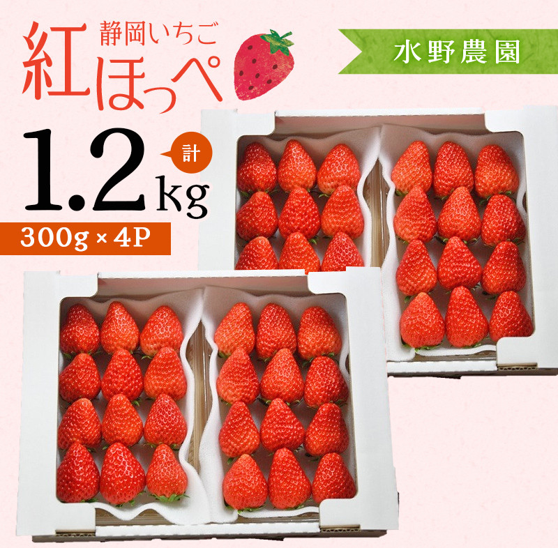 １７０５ 掛川産完熟いちご 紅ほっぺ 300g×４P 1.2ｋｇ (8～15粒入×4P) R５年１月中旬頃から 順次発送・水野農園 (静岡 イチゴ 苺  いちご） - 静岡県掛川市｜ふるさとチョイス - ふるさと納税サイト