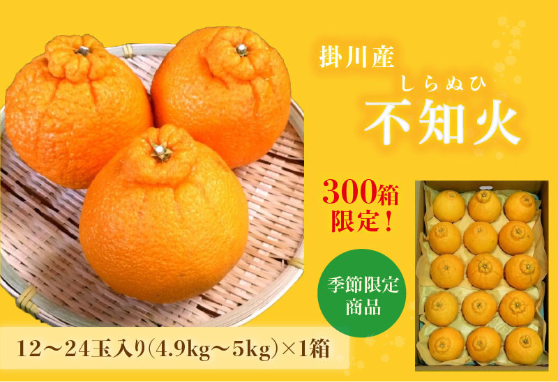 ５２０３ 掛川産 不知火 シラヌヒ １２ ２４玉 1箱 約4 ９ｋｇ ５ｋｇ 令和5年1月中旬からの発送 ギフト 愛称デコポン しらぬい マルケン大石農園 静岡県掛川市 ふるさとチョイス ふるさと納税サイト